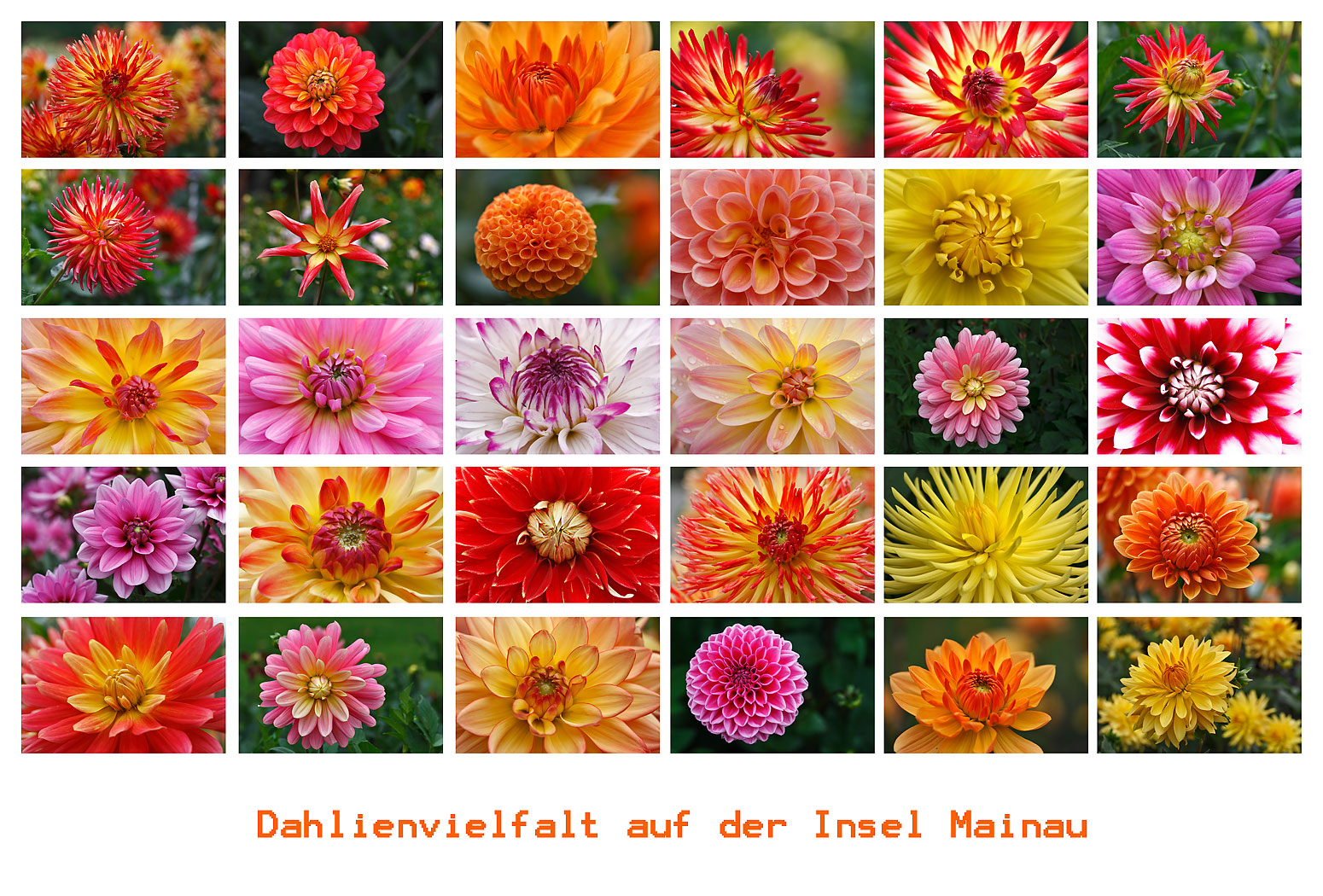 Dahlien-Vielfalt