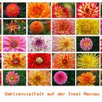 Dahlien-Vielfalt