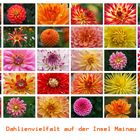 Dahlien-Vielfalt