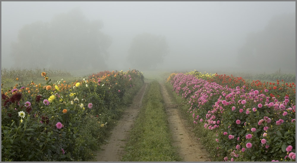 Dahlien wehren sich gegen den Herbstnebel