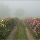 Dahlien wehren sich gegen den Herbstnebel