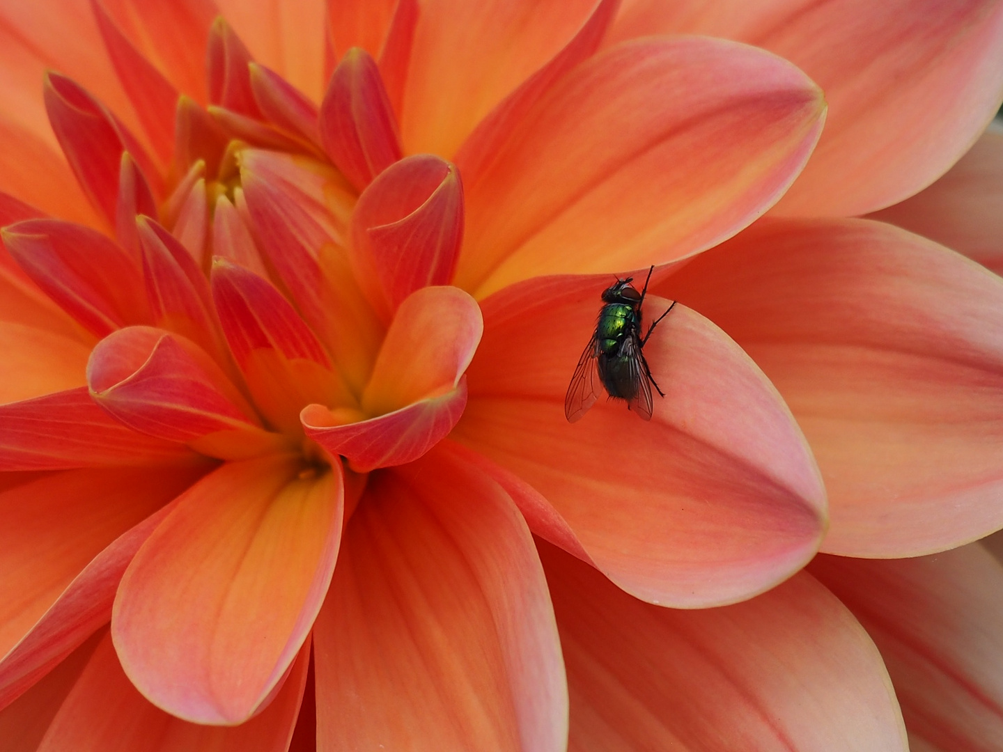 Dahlienbesuch