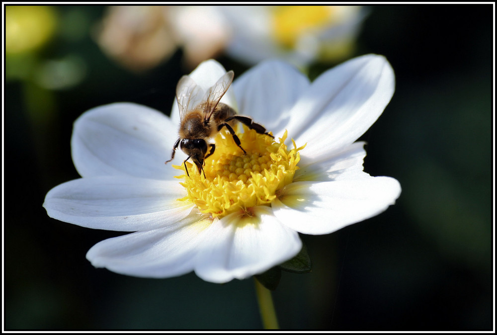 Dahlienbesuch