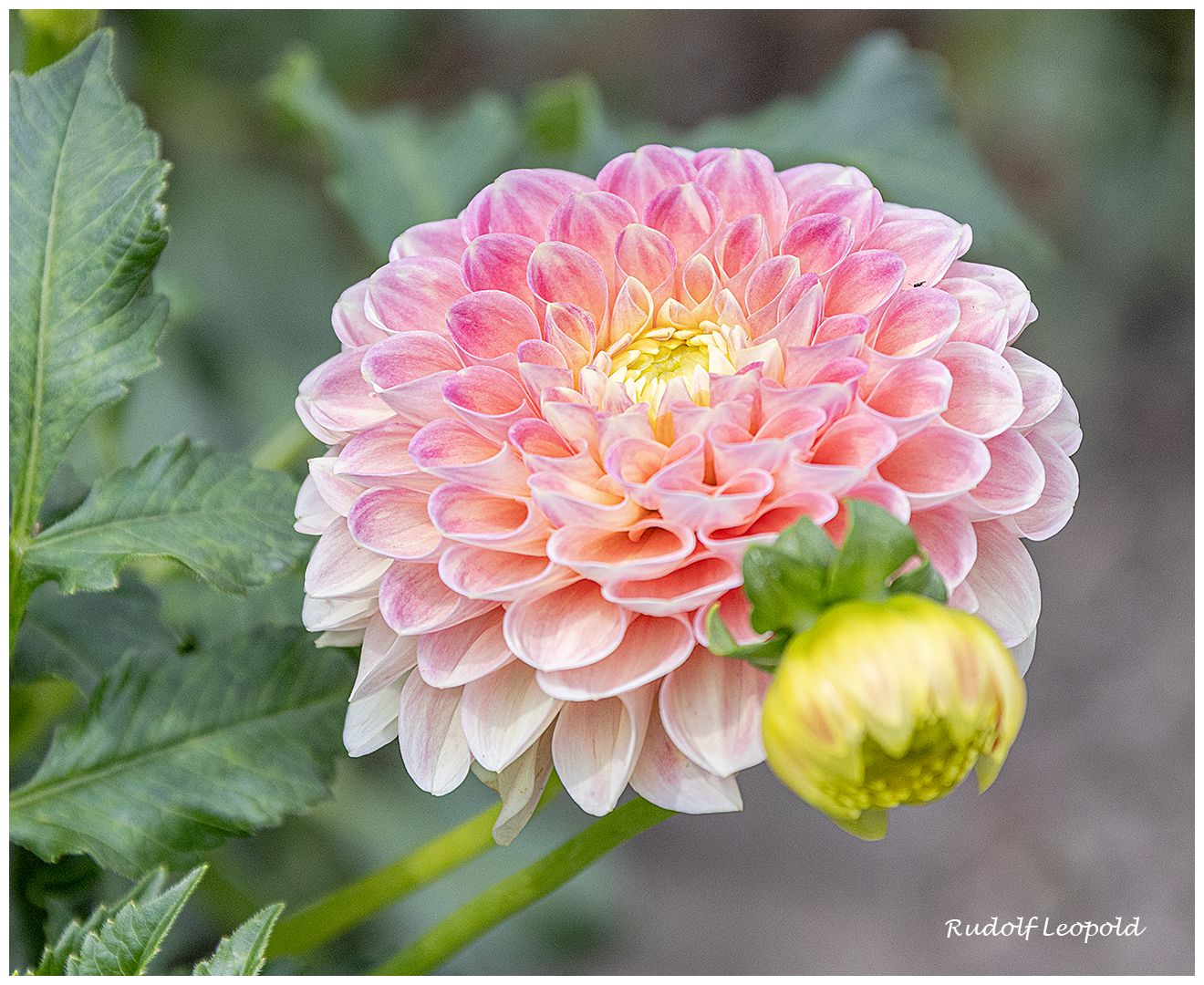 Dahlienblüte