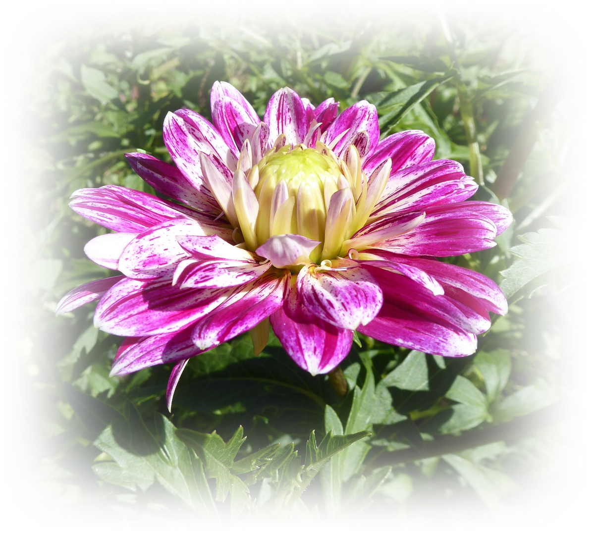 Dahlienblüte