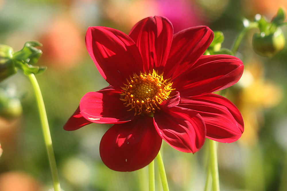 Dahlienblüte