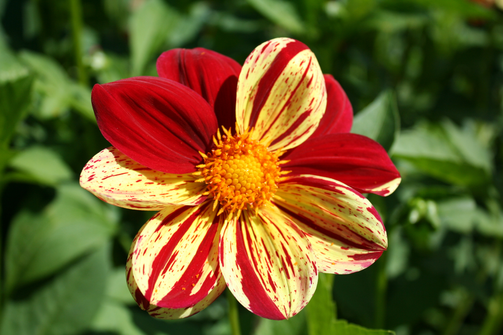 Dahlienblüte 5