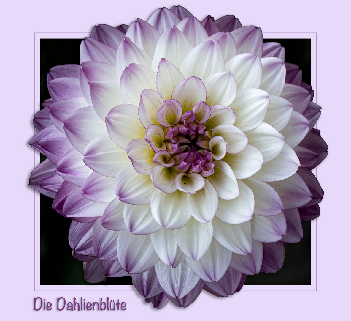 DAHLIENBLÜTE