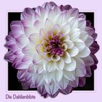 DAHLIENBLÜTE