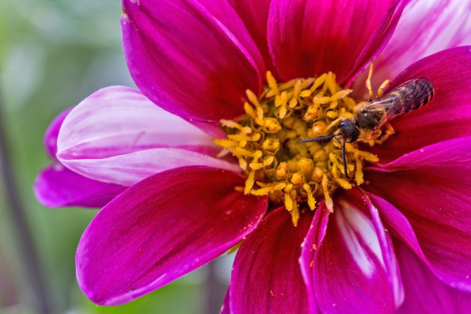 Dahlienblüte