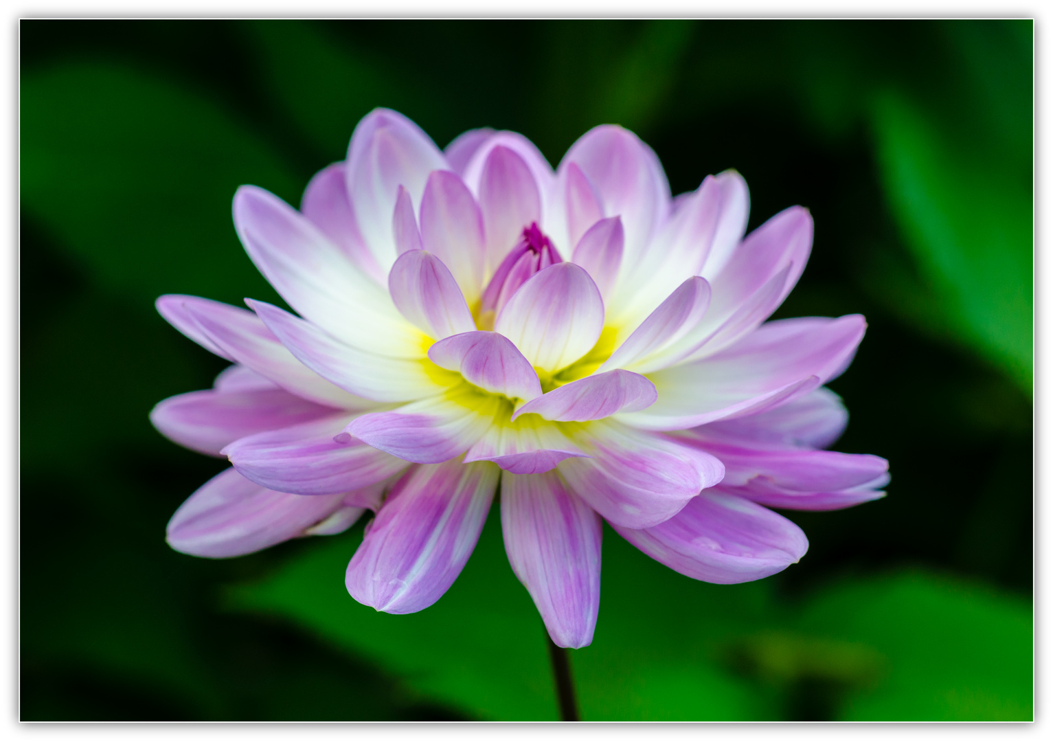 Dahlienblüte auf dem Killesberg, Stuttgart