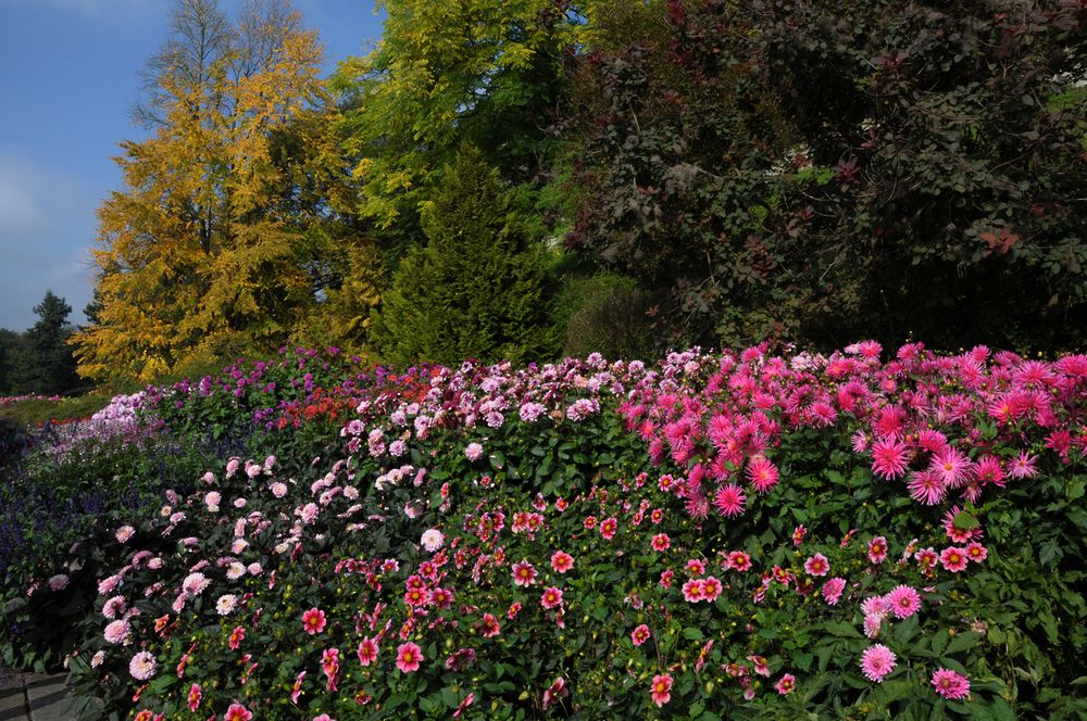 Dahlienblüte auf der Insel Mainau