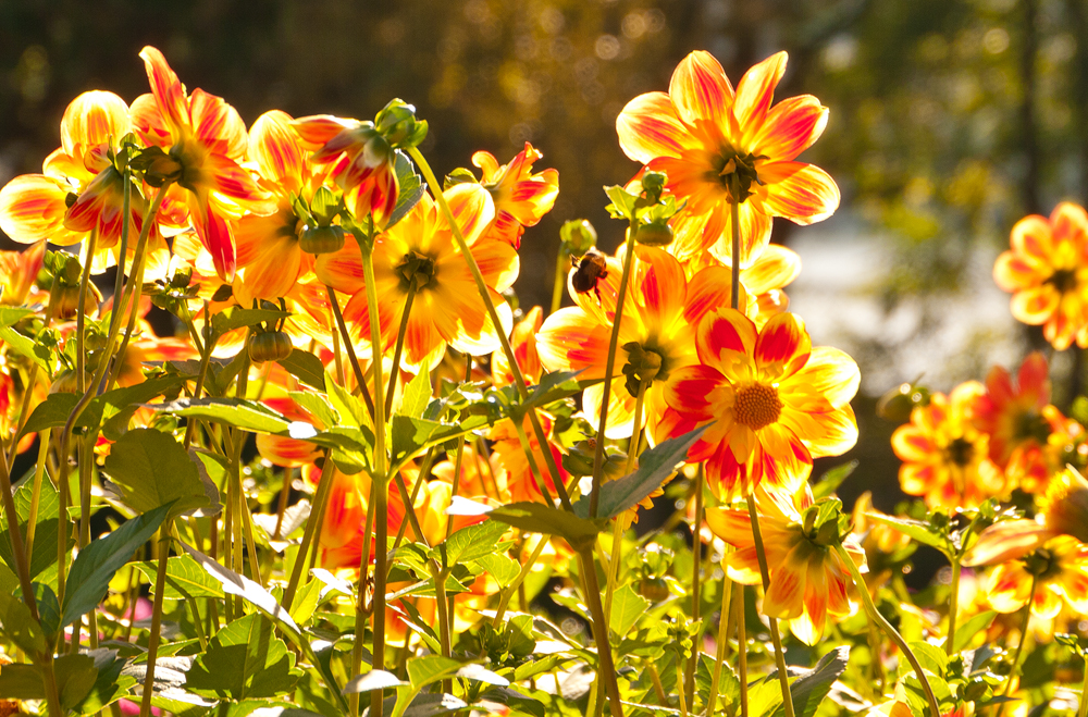 Dahlienblüte auf der Mainau , Mainau September 2013