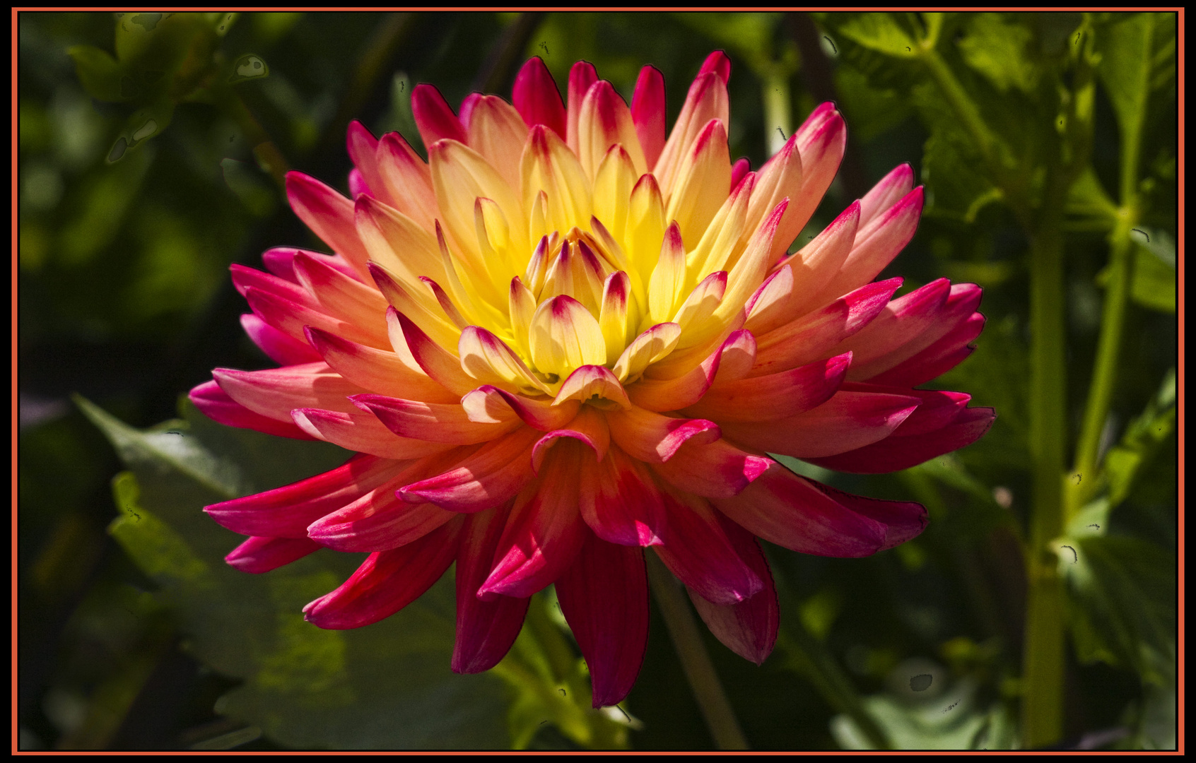 Dahlienblüte aus dem Botanischen Garten in Bonn Foto & Bild pflanzen