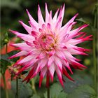 Dahlienblüte aus dem Dahliengarten in Hamburg-Altona