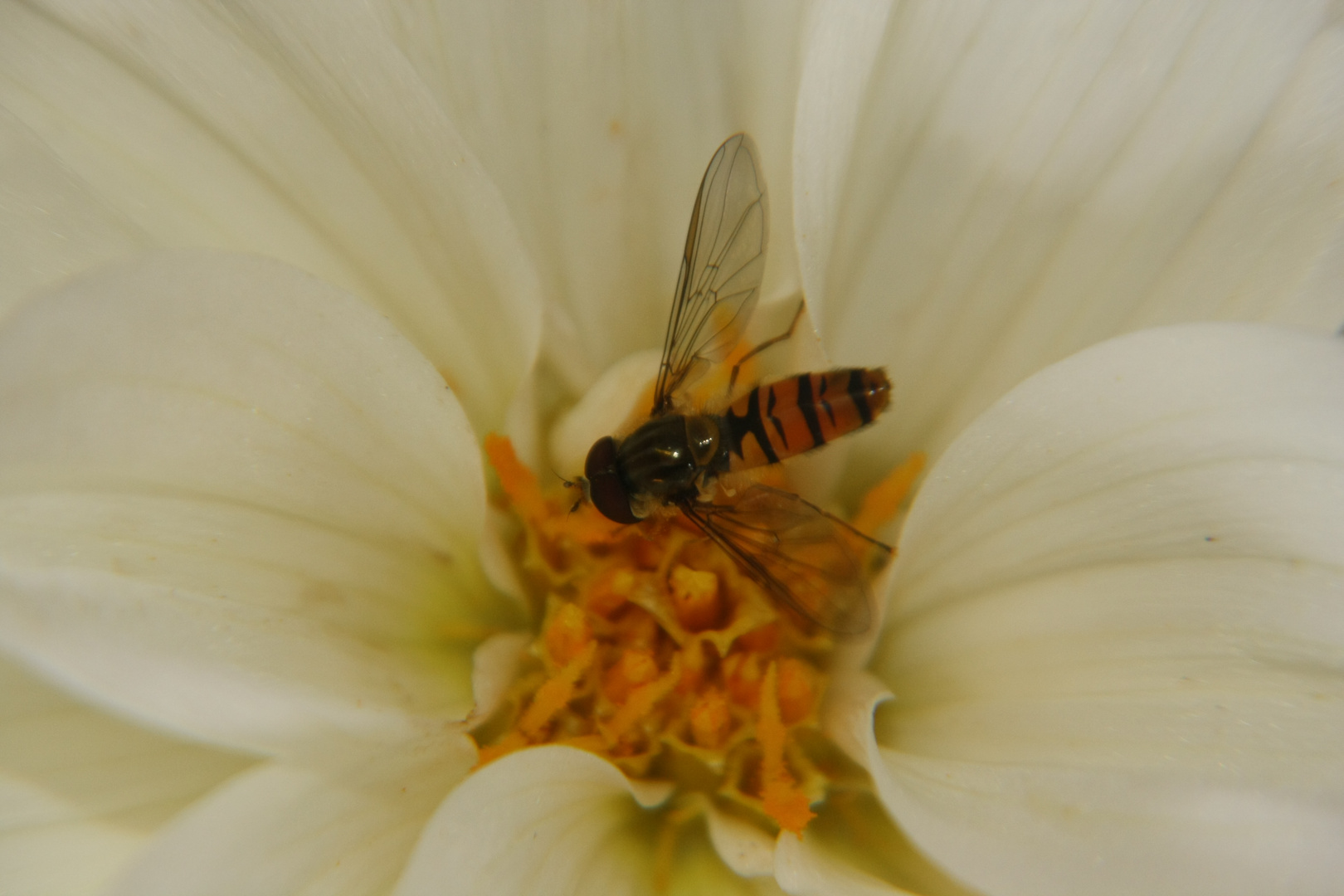 Dahlienblüte