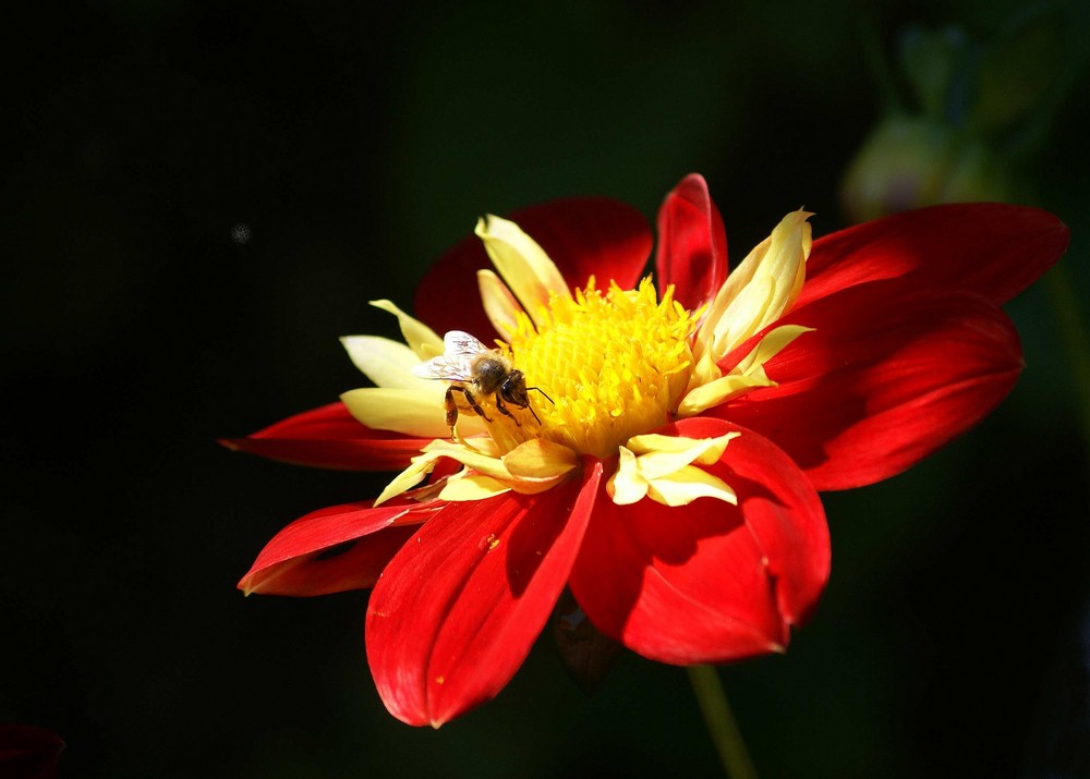 Dahlienblüte