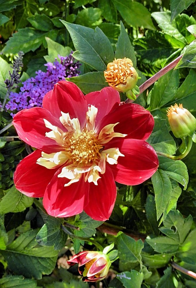 Dahlienblüte