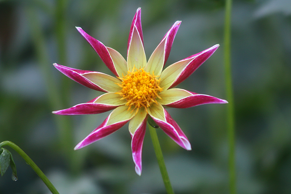 Dahlienblüte - ein Stern