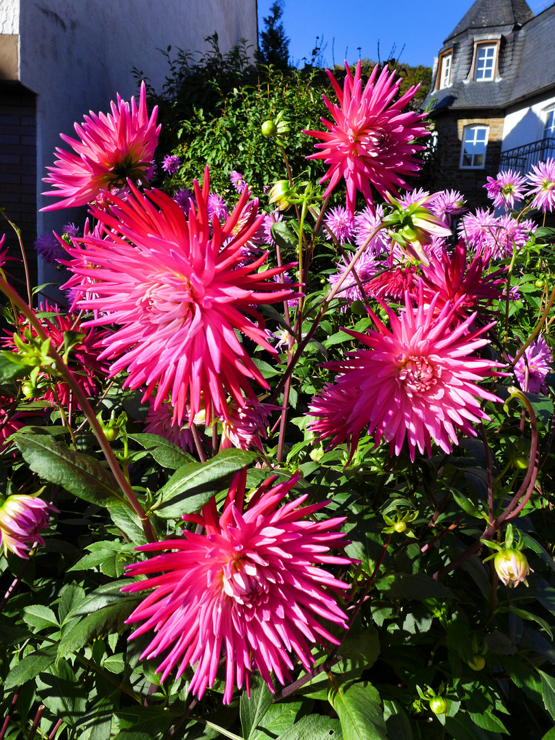 Dahlienblüte im Oktober