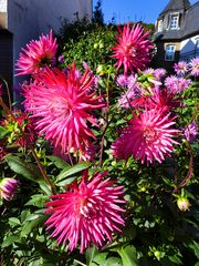 Dahlienblüte im Oktober