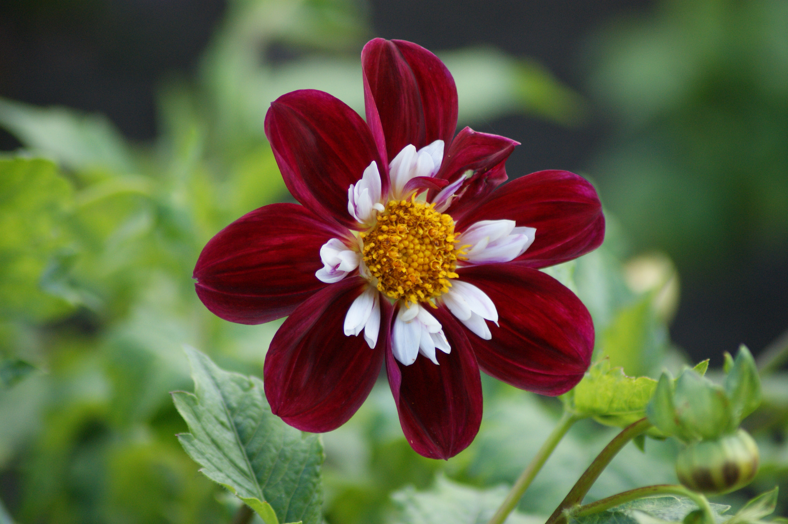 Dahlienblüte in Hamburg