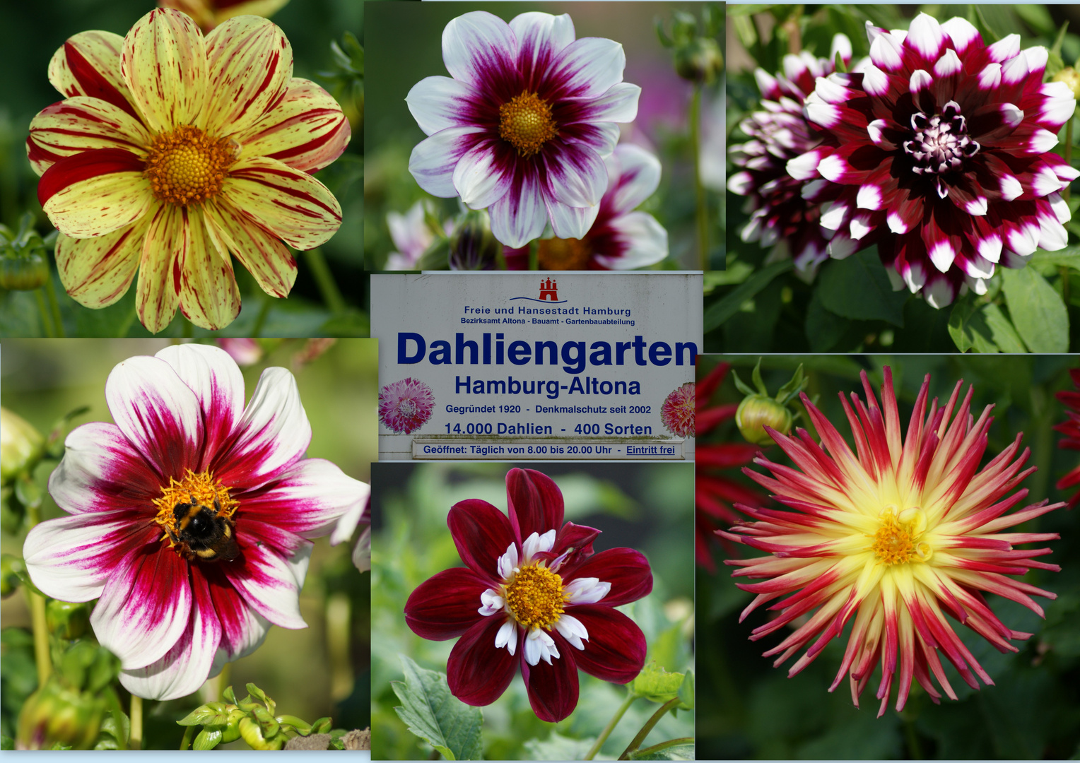 Dahlienblüte in Hamburg