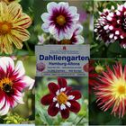 Dahlienblüte in Hamburg