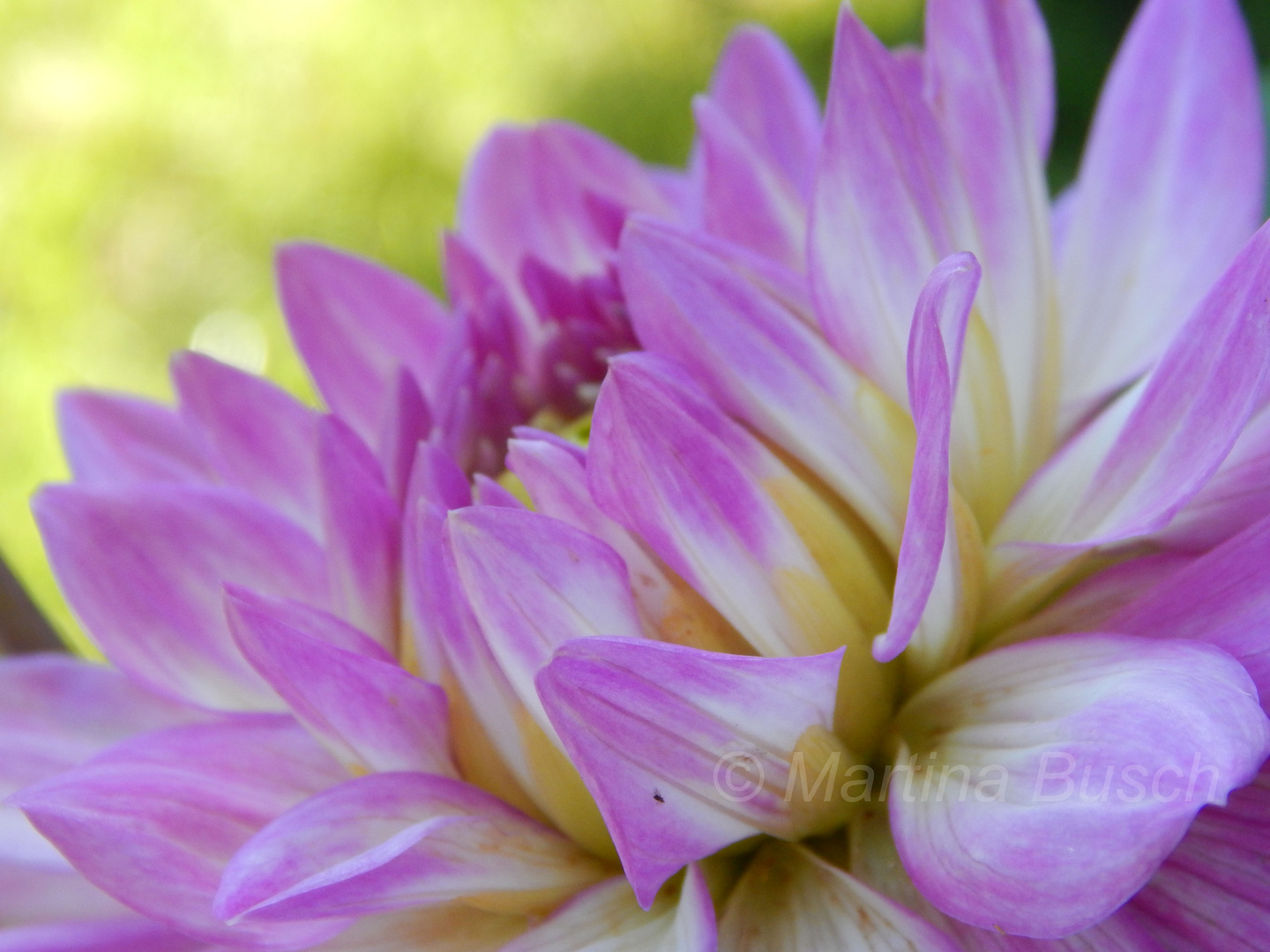 Dahlienblüte - Makro