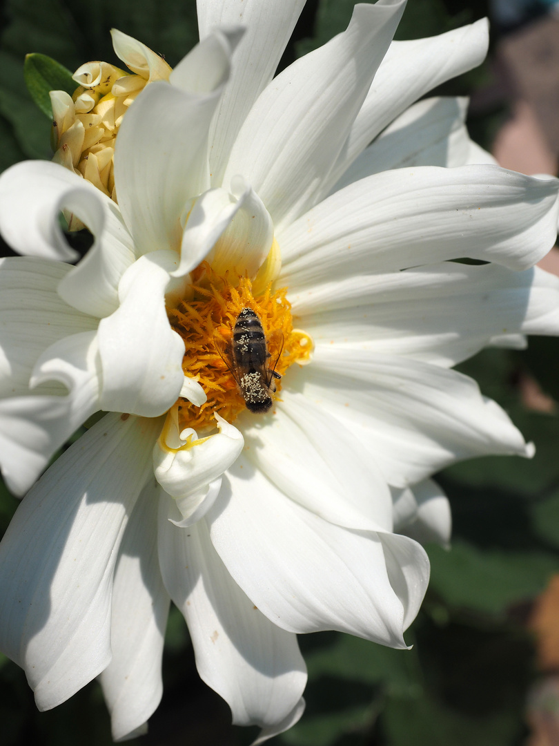 Dahlienblüte mit Besuch