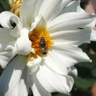 Dahlienblüte mit Besuch