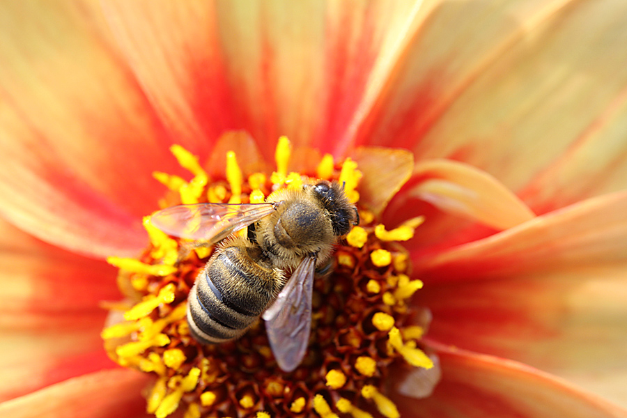 Dahlienbluete mit Besuch