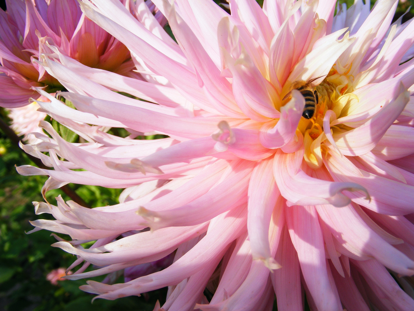 Dahlienblüte mit Bewohnerin