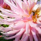 Dahlienblüte mit Bewohnerin