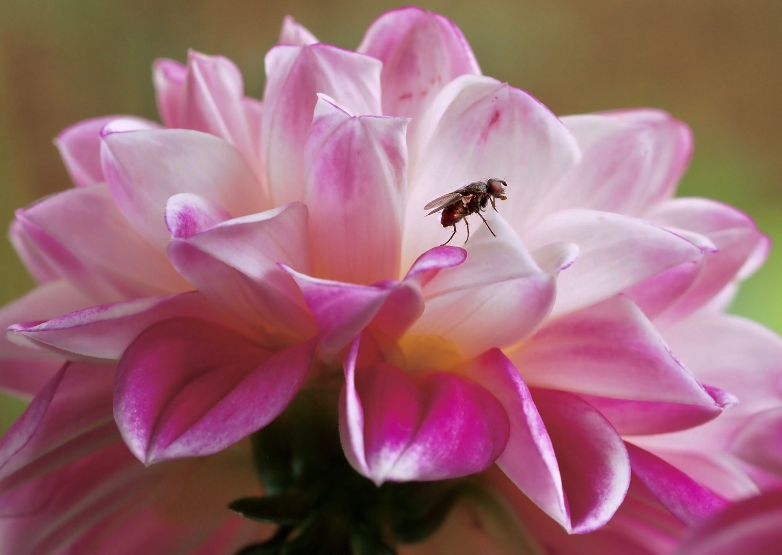 Dahlienblüte mit Fliegenbesuch..