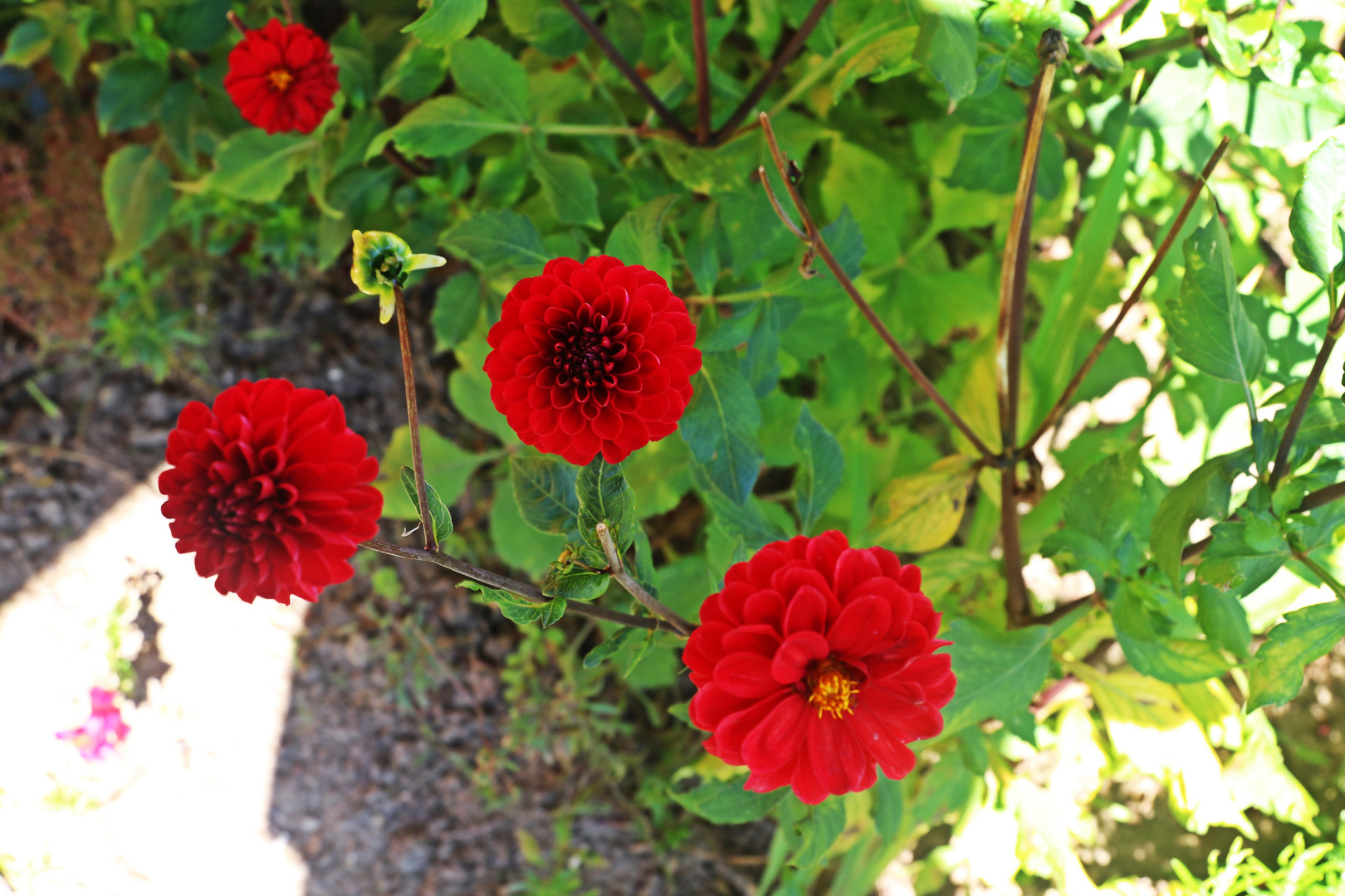 Dahlienblüte rot