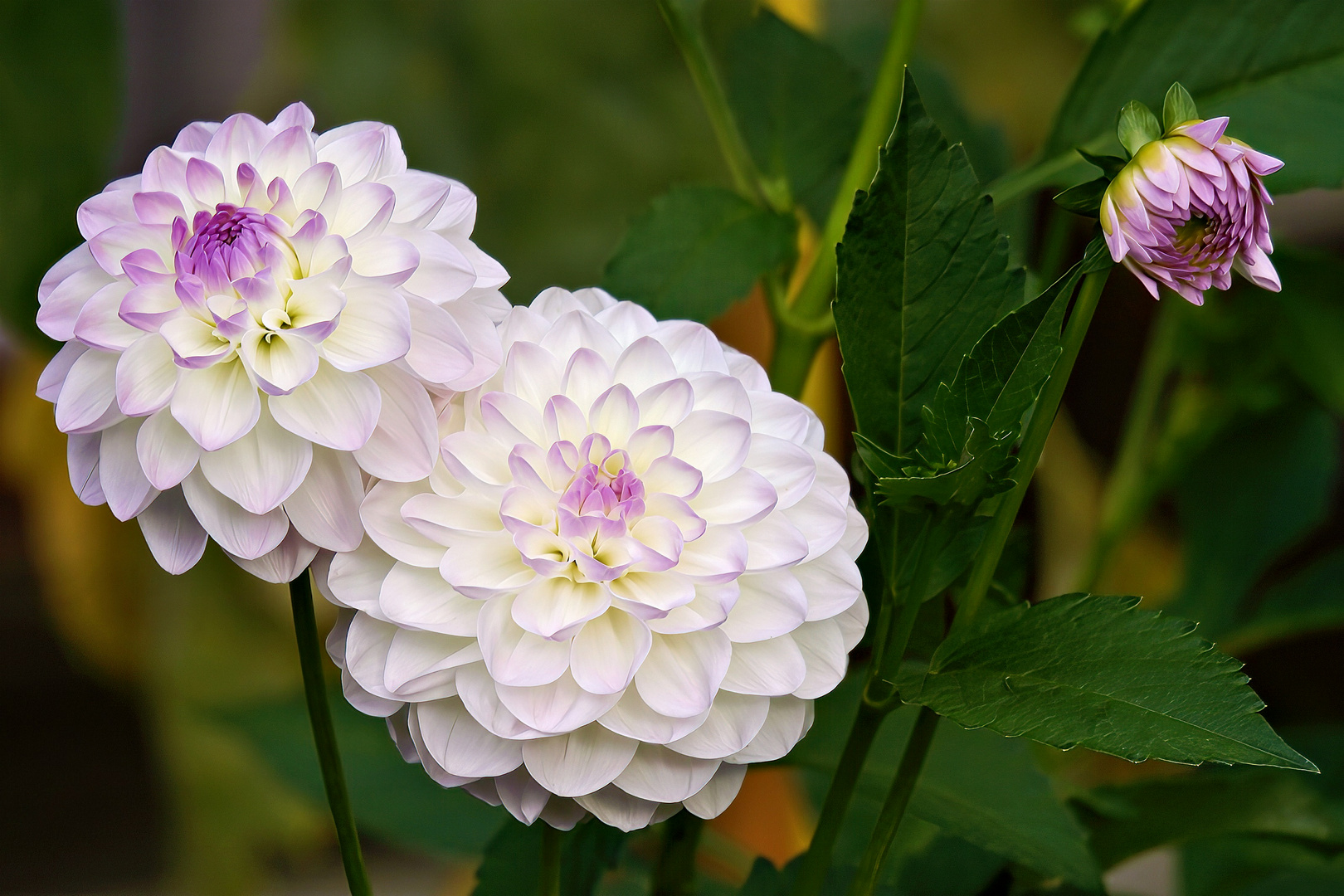 Dahlienblüten