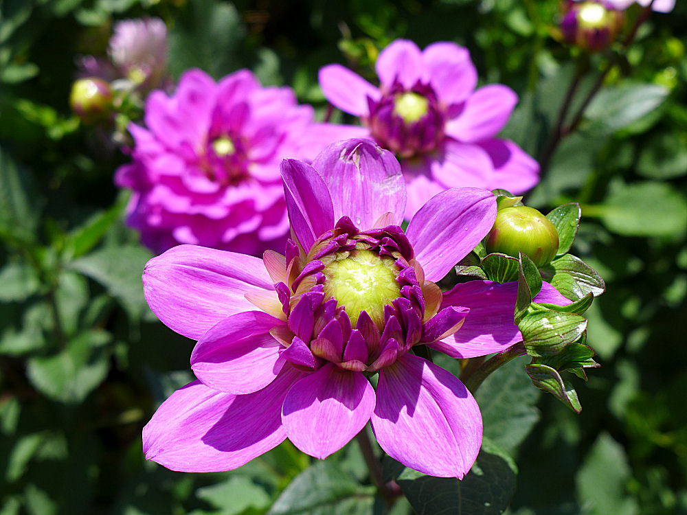 Dahlienblüten