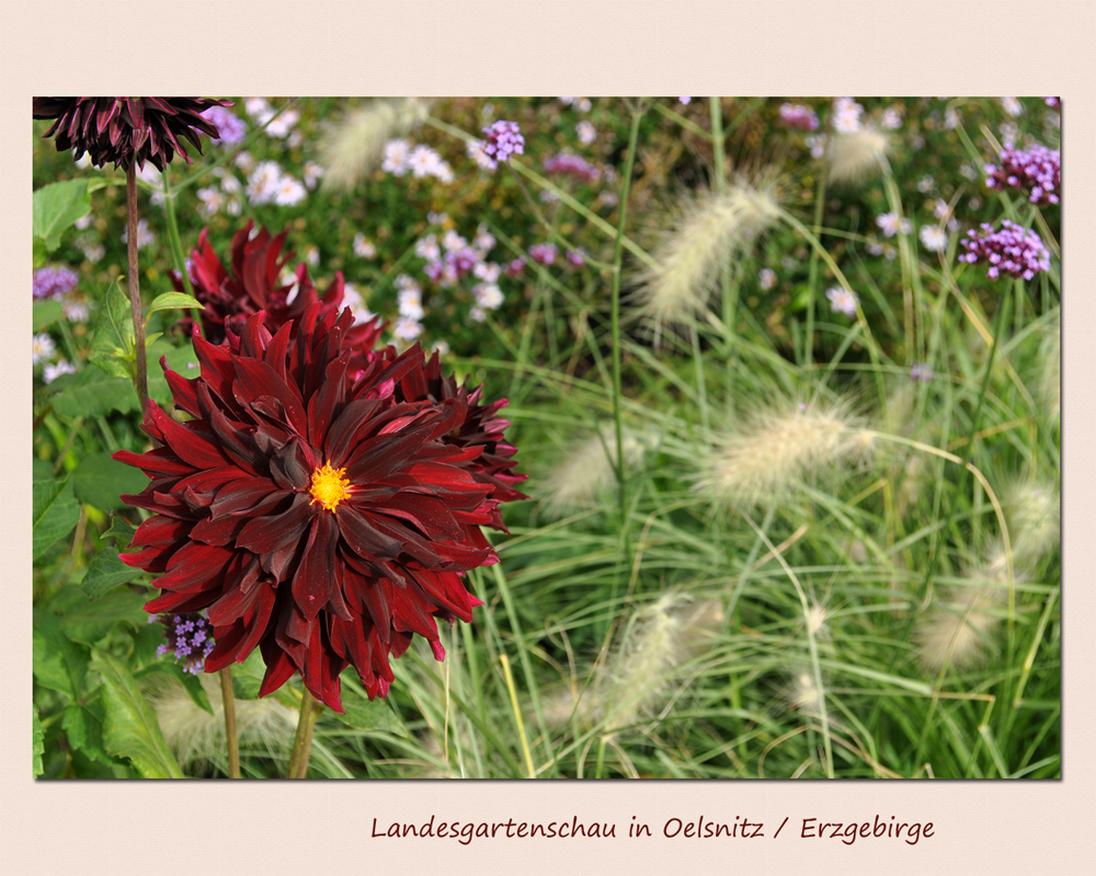 Dahlienblüten...