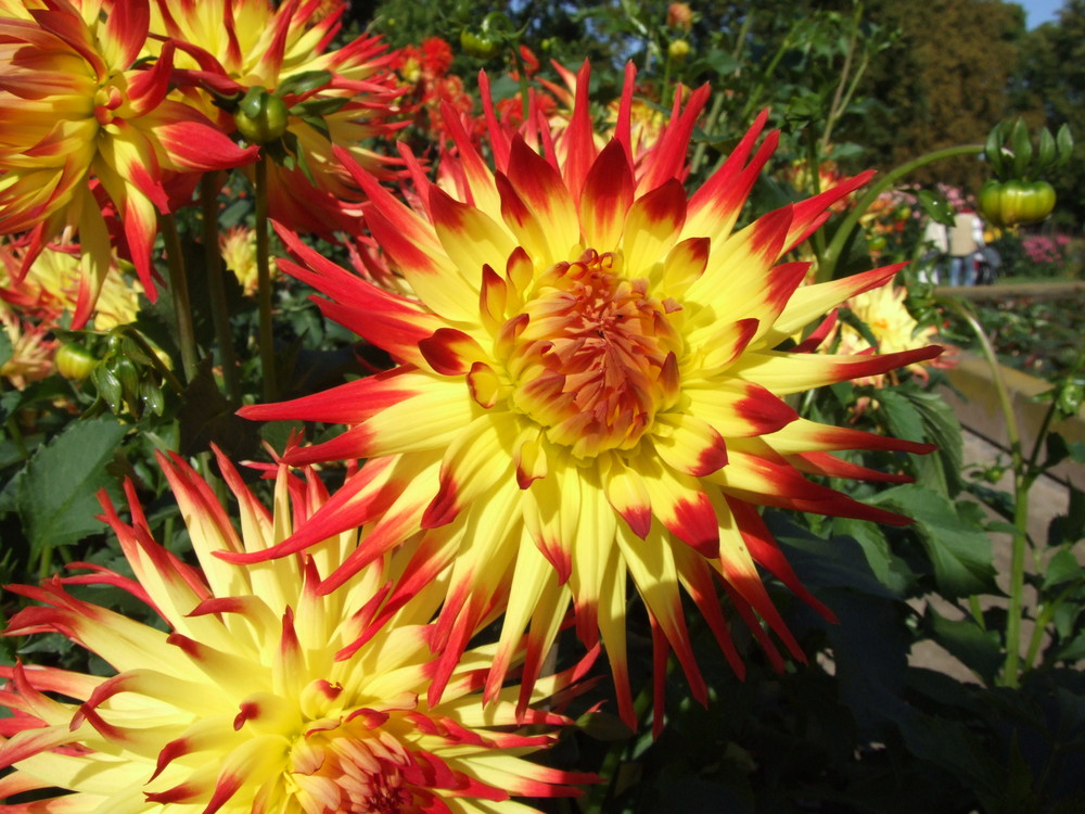 Dahlienblüten im Palmengarten Frankfurt