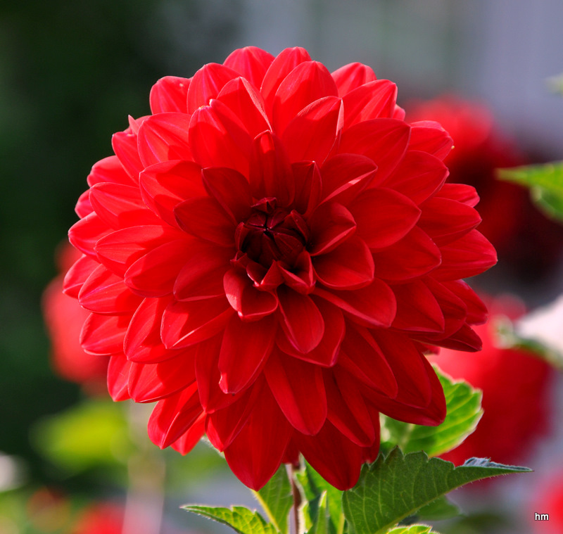 Dahlienblüten künden vom Spätsommer