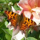 Dahlienblüten sind schmackhaft