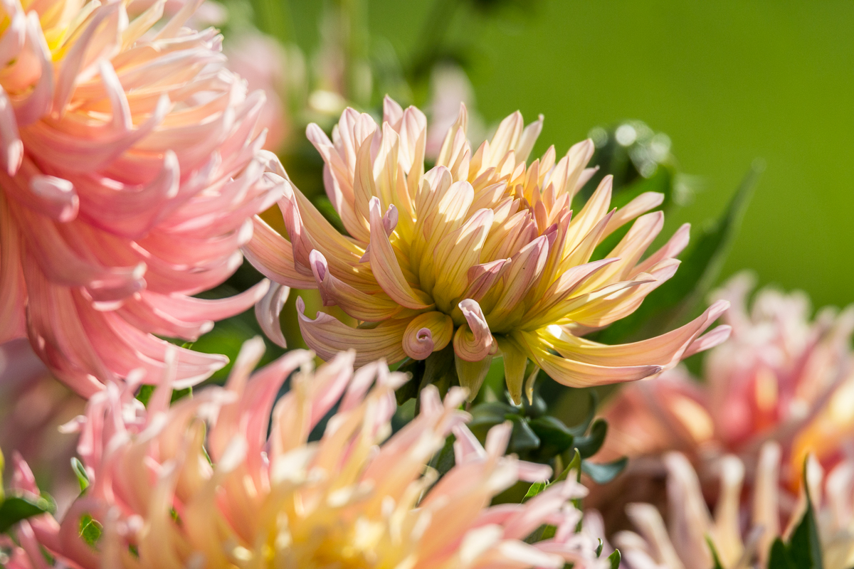 Dahlienblüten vor dem Fenster