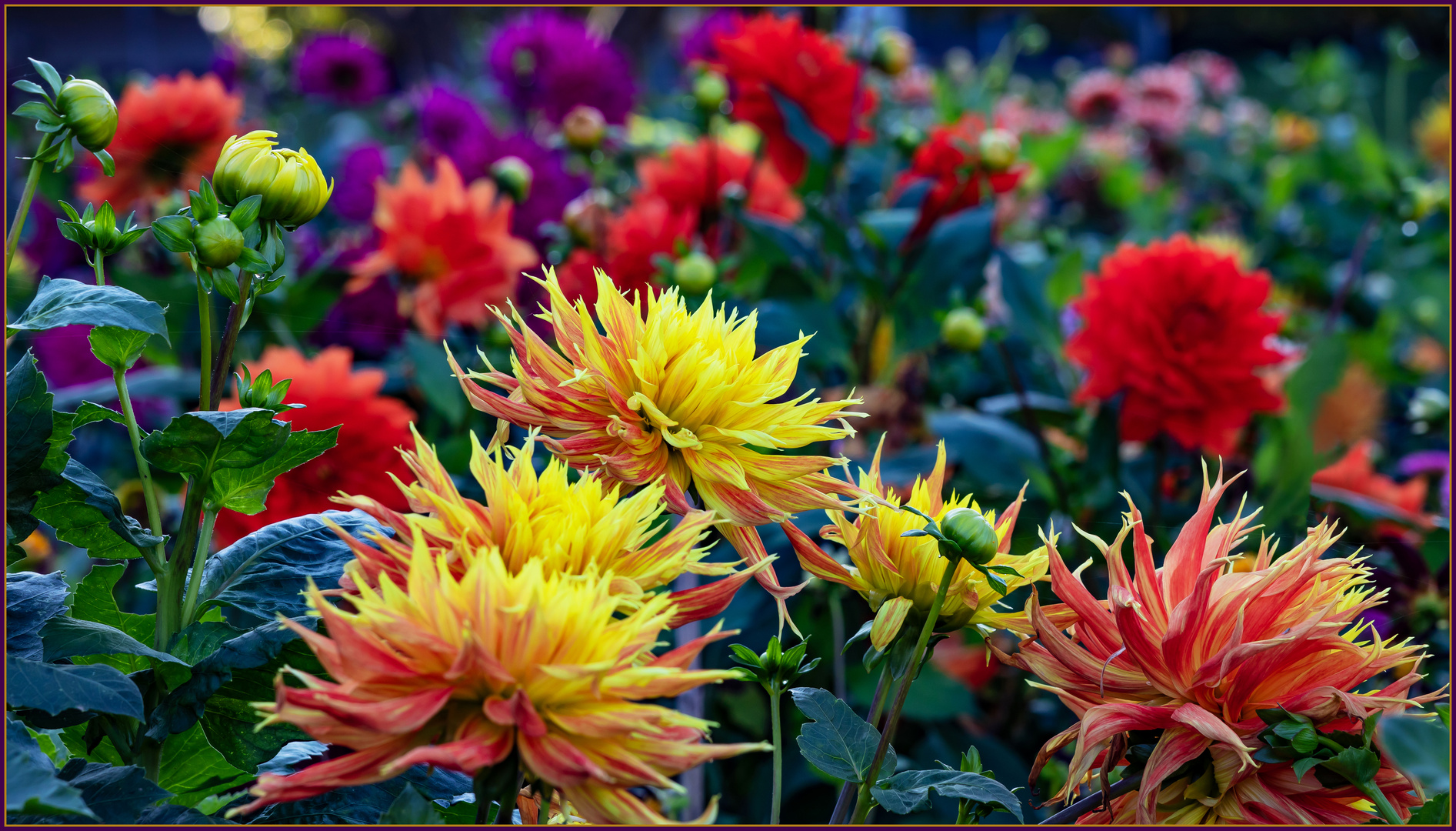 Dahlienfarben-Explosion