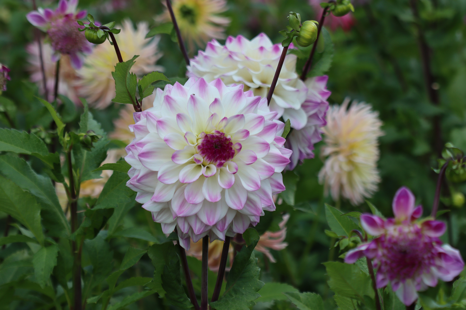 Dahlienfeuer im Britzer Garten