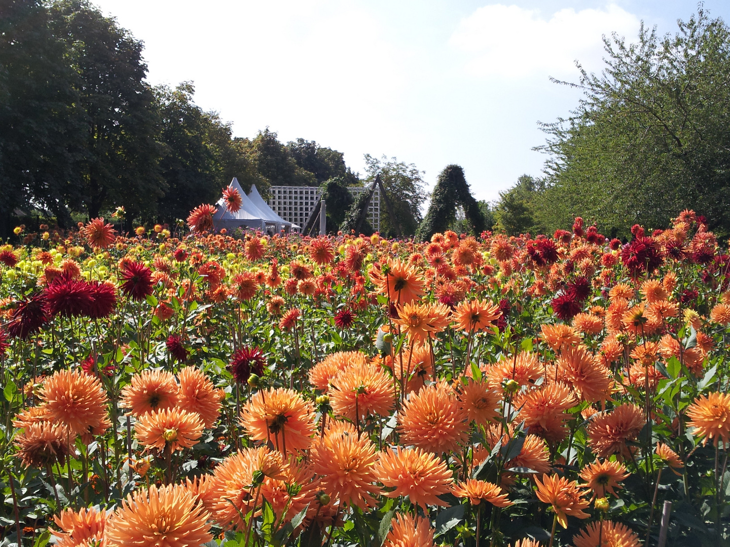 Dahlienfeuer Im Britzer Garten Foto Bild Pflanzen Pilze Flechten Natur Bilder Auf Fotocommunity