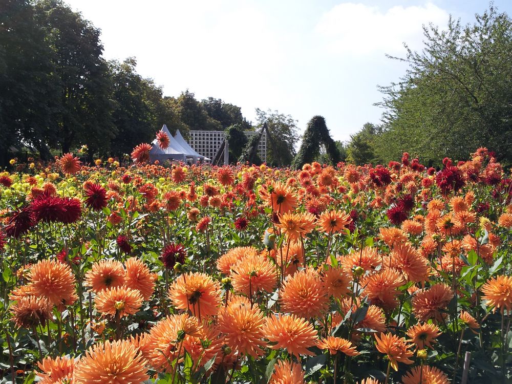 "Dahlienfeuer" im Britzer Garten Foto & Bild pflanzen, pilze