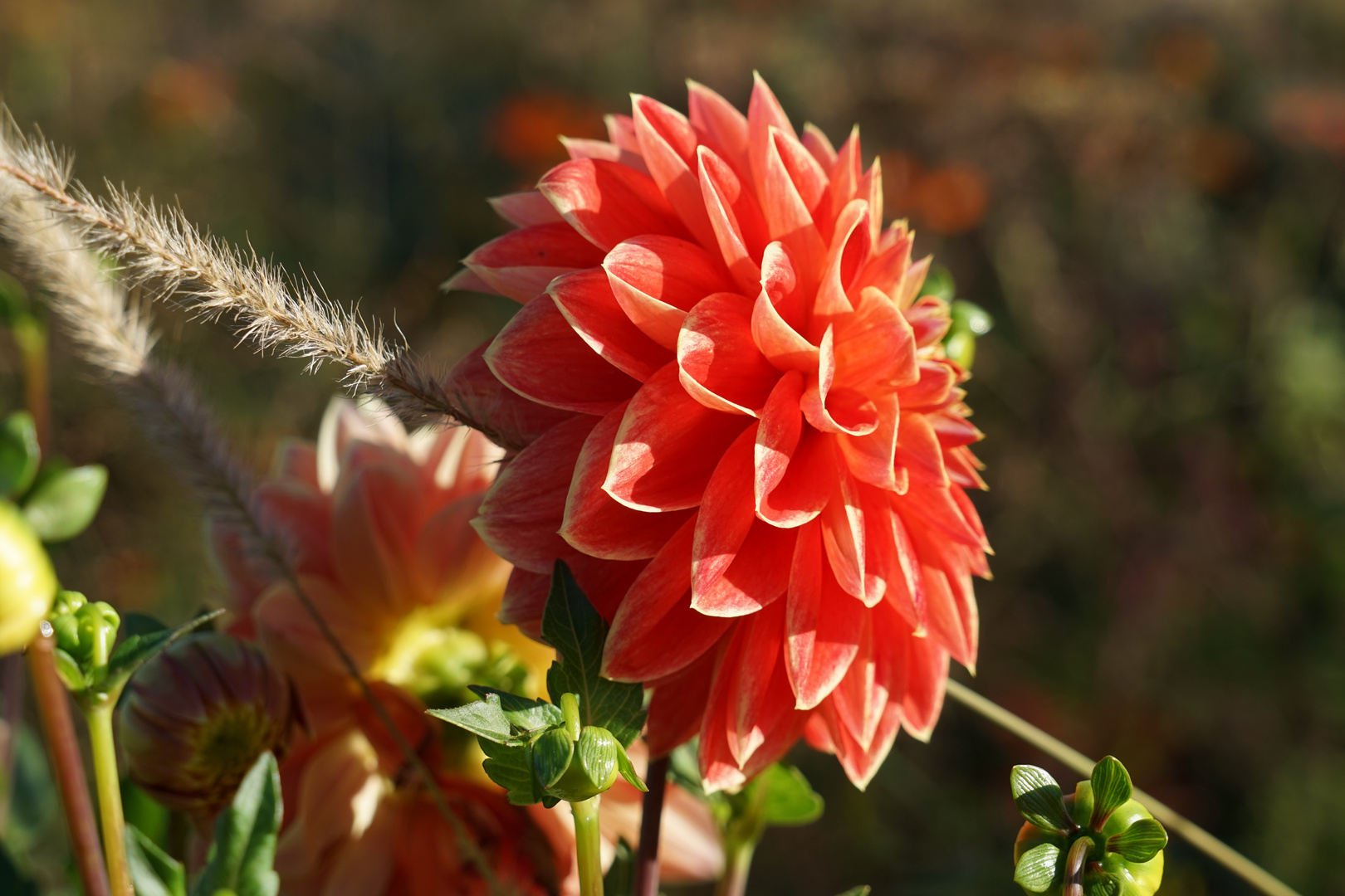 Dahlienfeuer im Britzer Garten