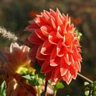 Dahlienfeuer im Britzer Garten