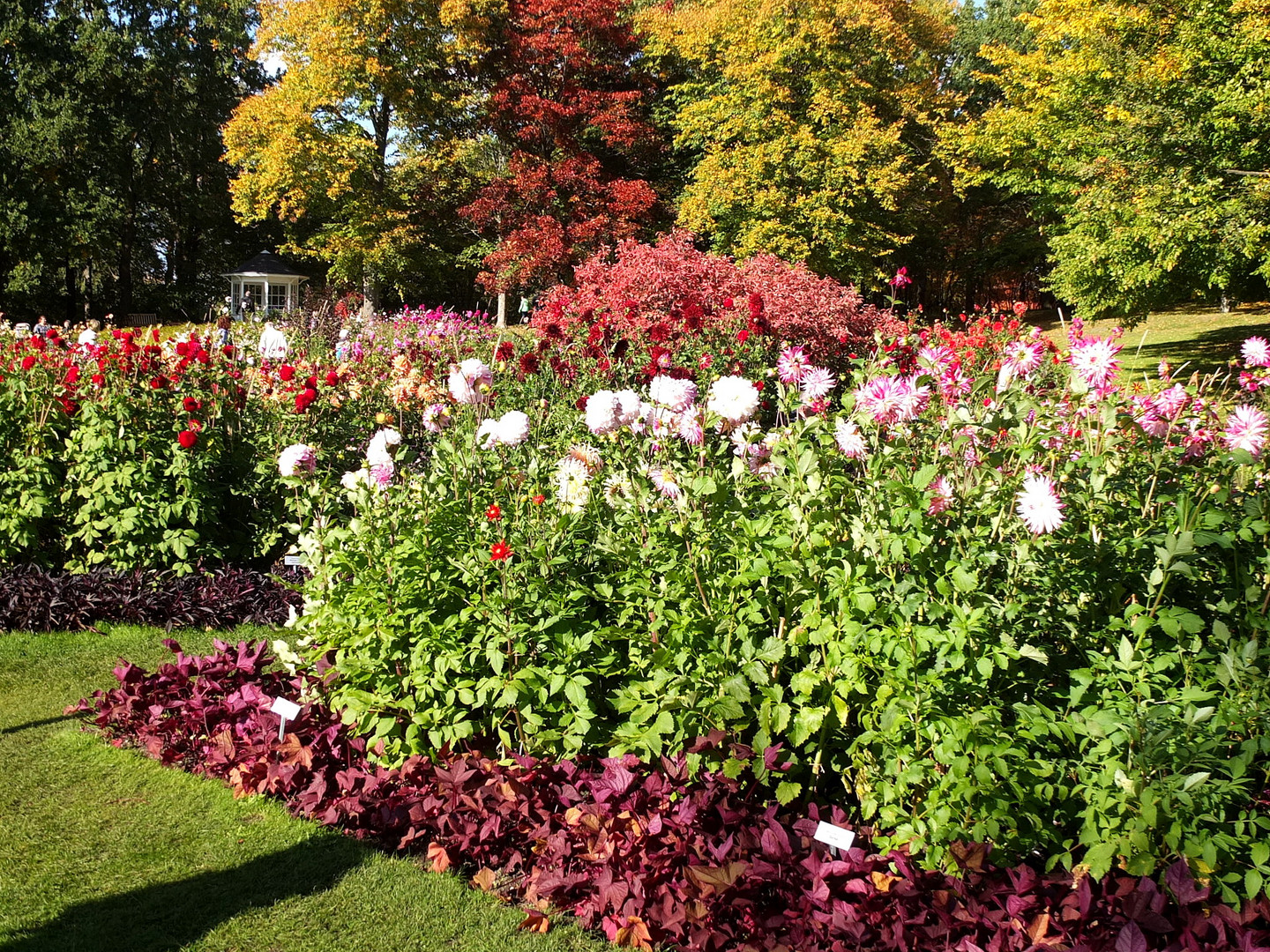 Dahlienfreude und Herbstfarben